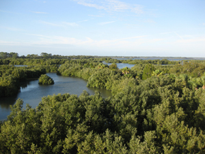 view of the wetlands